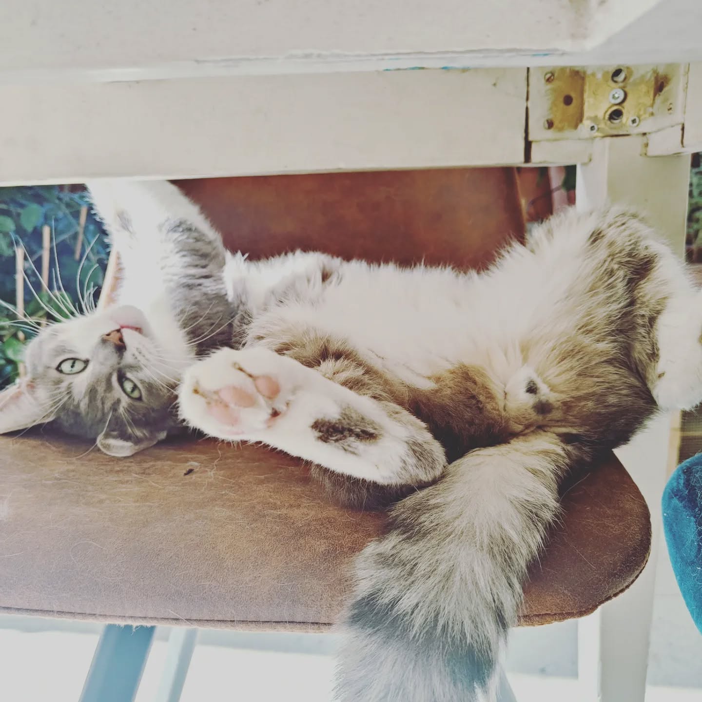 Den dezen is er vandaag 12! ;)

Een kleine 10j leven in een kroeg en verhuizen naar een fijn huis met veel groen, andere katten en malse muizen houdt je eeuwig jong. 

Patétje! 🐈‍⬛🎂❤️

.
.
.

#kortrijk #renemonster #catsofinstagram #̶4̶j̶a̶a̶r̶