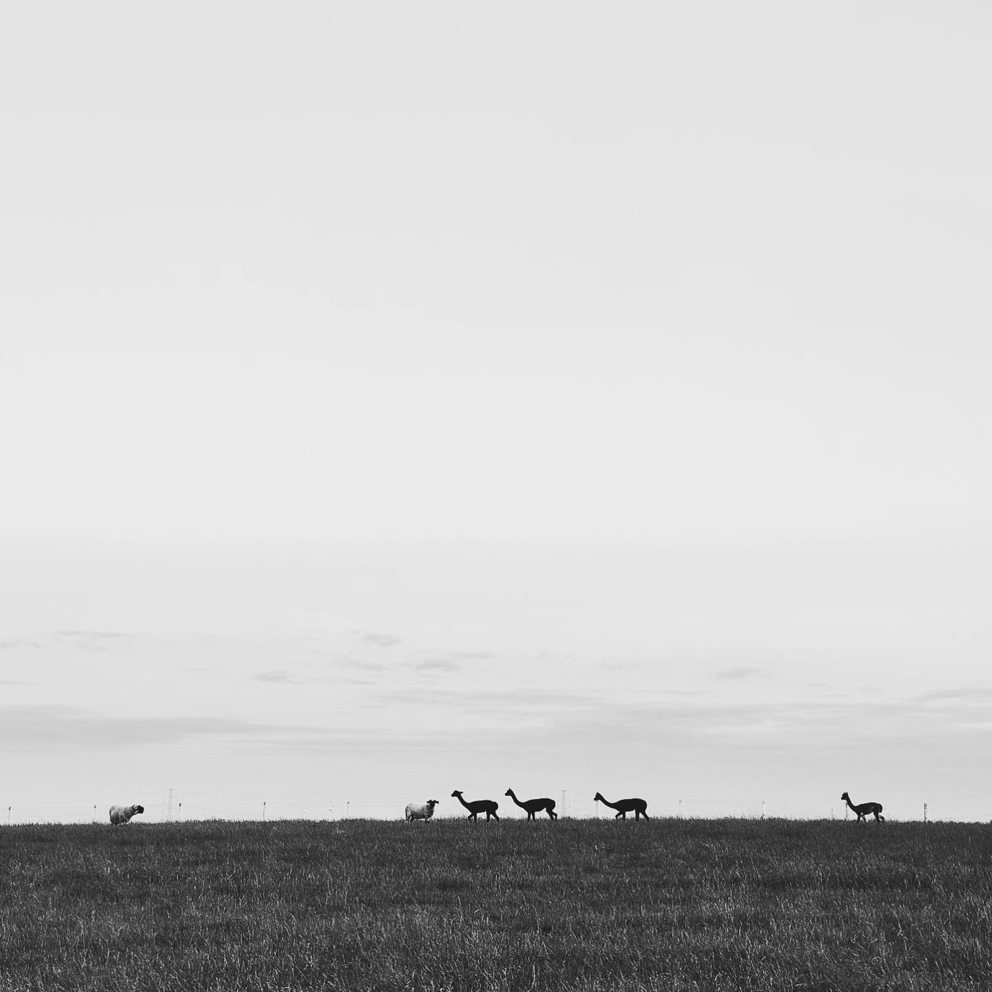 .alpacats