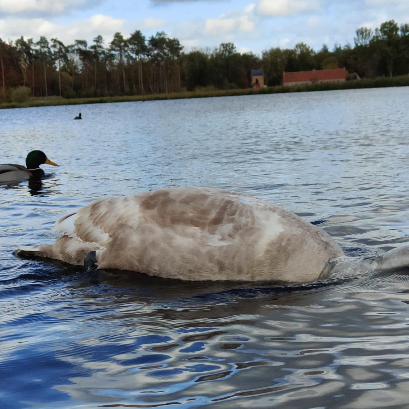 .vogelszonderkop