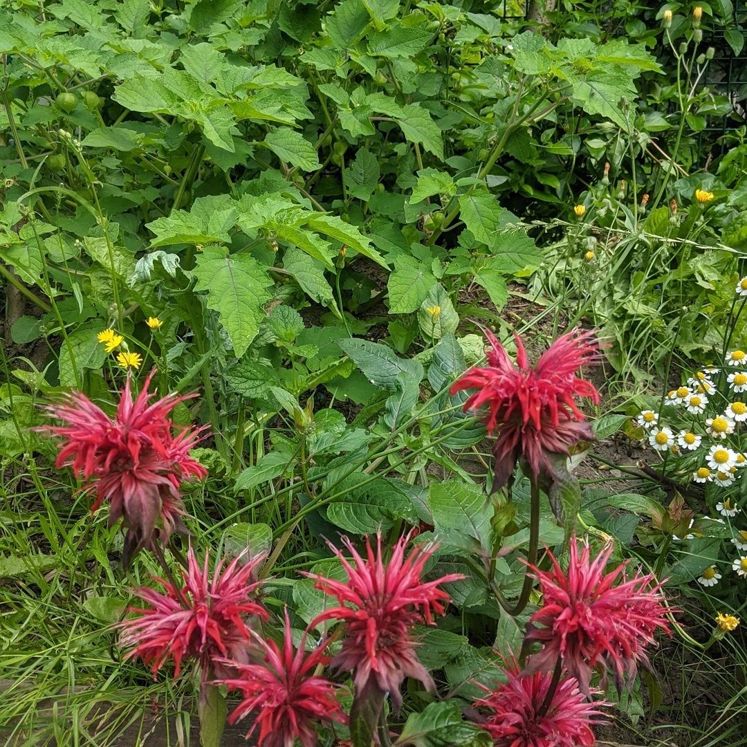 .tuinontploft ❤️🌳🌱🌿
