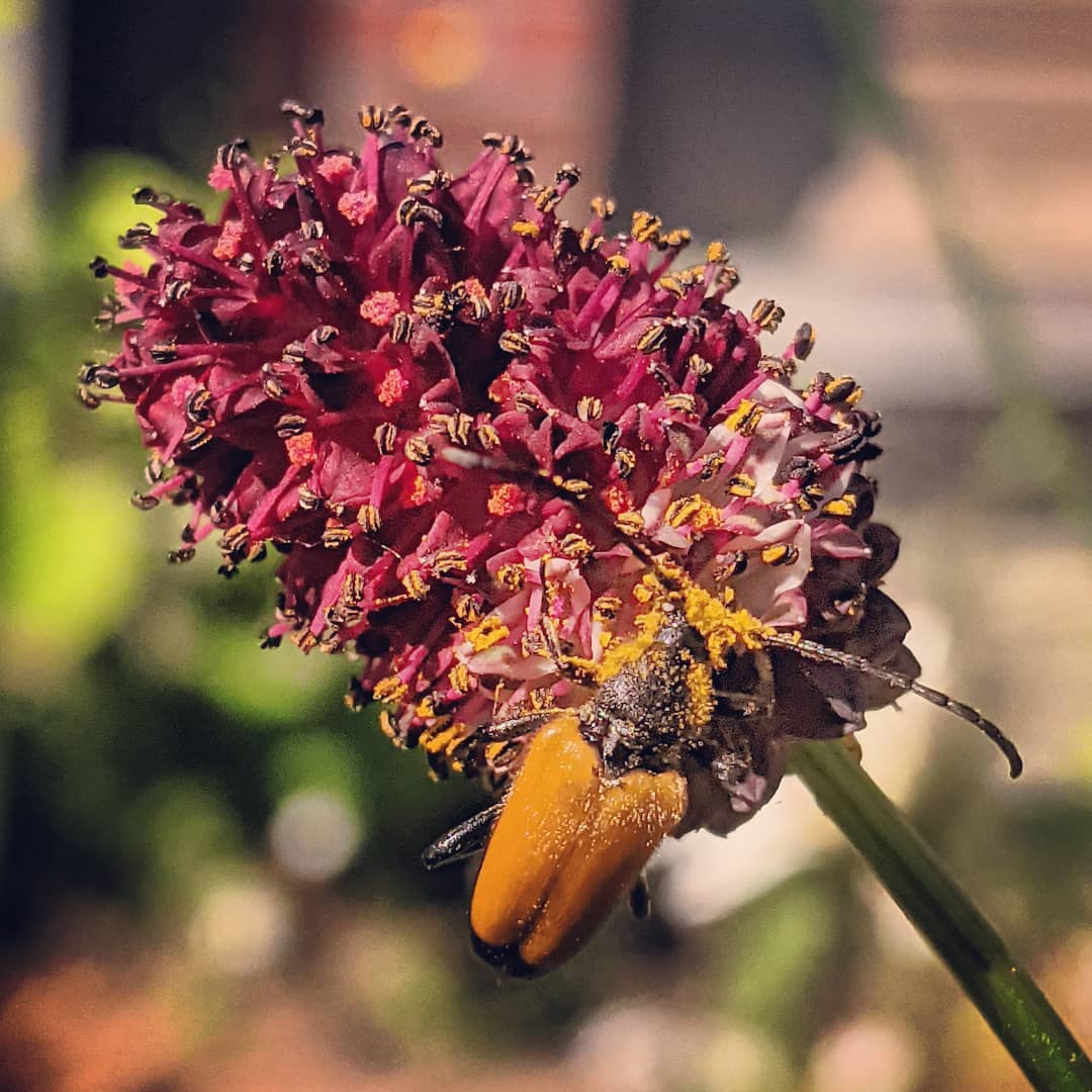 .zwarttip-smalboktor-op-pimpernel
