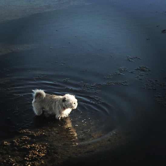 .zeehond
