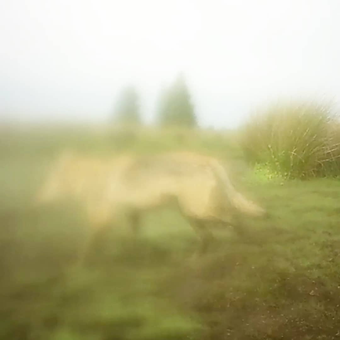 .wolf