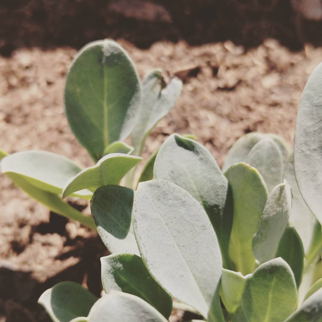 .Oyster leave - aka Blálilja - in my garden.Found some unknown Icelandic seeds in my pocket. De smaak van zee vol vitamine C. Vegan oesters dus. :p

#mertensiamaritima #iceland #blalilja