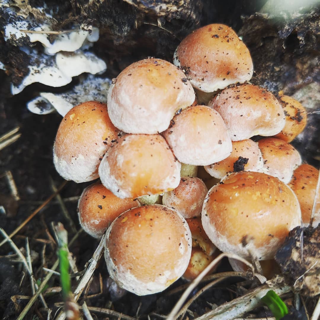 .dinges in het gras