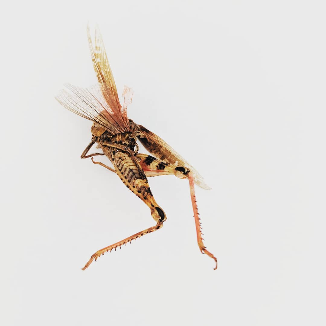 .beest