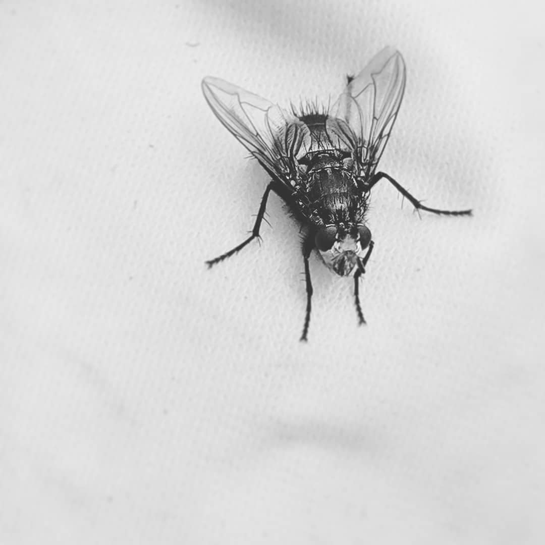 .beest