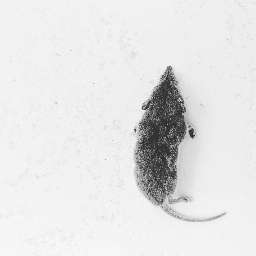 .muis
