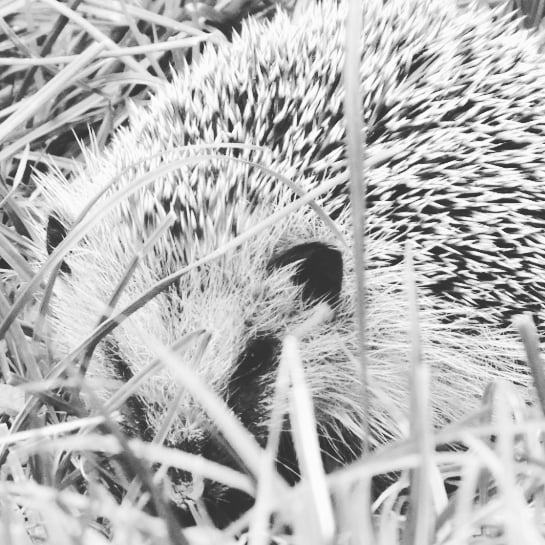 .beest